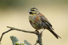 Image result for Emberiza cirlus