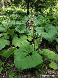 Image result for Petasites officinalis
