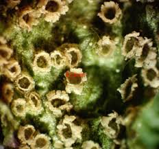 Attēlu rezultāti vaicājumam “Octospora splachnophila spores”