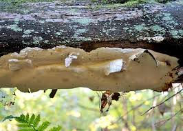 Attēlu rezultāti vaicājumam “Antrodia mellita”