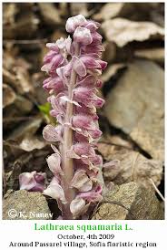 Attēlu rezultāti vaicājumam “Lathraea squamaria flower”