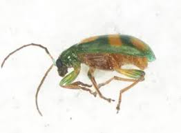 Attēlu rezultāti vaicājumam “Enteridium variabile macro”