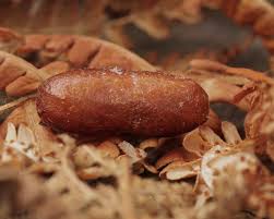 Attēlu rezultāti vaicājumam “Cimbex femoratus larva”