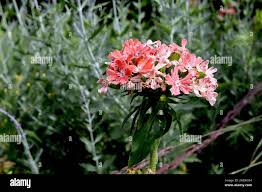 Attēlu rezultāti vaicājumam “Silene chalcedonica”