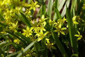 Attēlu rezultāti vaicājumam “Gagea lutea”