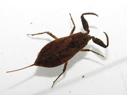 Attēlu rezultāti vaicājumam “Nepa cinerea”