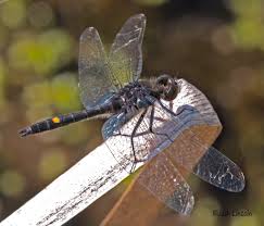 Attēlu rezultāti vaicājumam “Leucorrhinia”