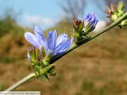 Image result for Cichorium intybus