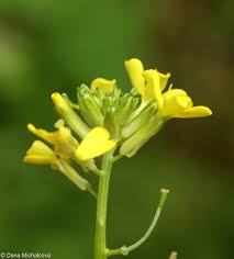 Attēlu rezultāti vaicājumam “Erysimum hieracifolium”