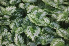 Attēlu rezultāti vaicājumam “Galium elongatum leaf”