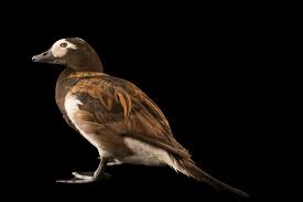 Attēlu rezultāti vaicājumam “Clangula hyemalis male”