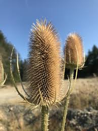 Image result for Dipsacus silvestris