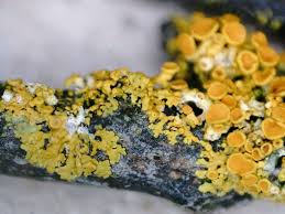 Attēlu rezultāti vaicājumam “Xanthoria polycarpa”