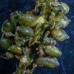 Attēlu rezultāti vaicājumam “Potamogeton perfoliatus fruit”