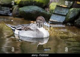 Attēlu rezultāti vaicājumam “Anas acuta male”