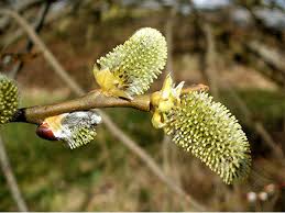 Attēlu rezultāti vaicājumam “Salix caprea male flower”