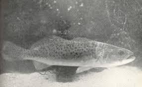 Image result for Cynoscion nebulosus