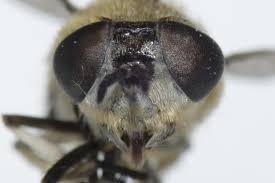 Attēlu rezultāti vaicājumam “Heptatoma pellucens”