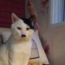 Image result for kitler