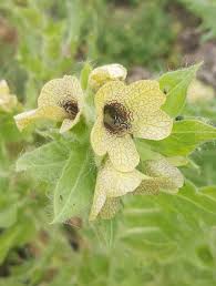 Attēlu rezultāti vaicājumam “Hyoscyamus niger flower”