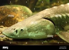 Image result for Acipenser fulvescens