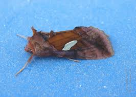 Attēlu rezultāti vaicājumam “Autographa excelsa”