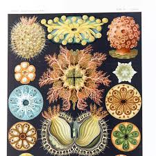 Image result for ernst haeckel