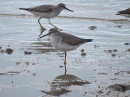 Image result for Tringa brevipes