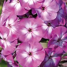 Image result for Phlox paniculata `Sweet Summer`