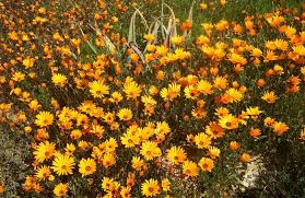 Image result for Dimorphotheca sinuata