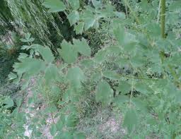 Attēlu rezultāti vaicājumam “Thalictrum minus leaf”