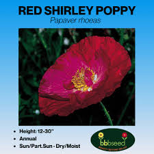 Image result for Papaver rhoeas 'Shirley'