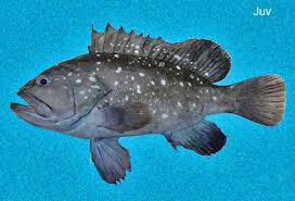 Image result for Hyporthodus niveatus