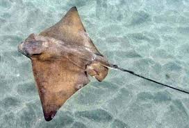 Image result for Myliobatis freminvillei