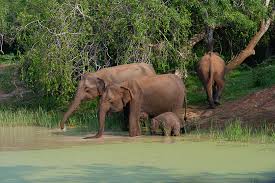 Image result for Яла заповедник