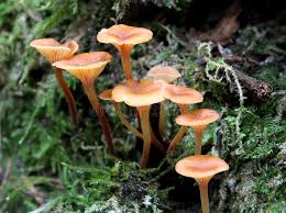 Attēlu rezultāti vaicājumam “Xeromphalina campanella”