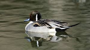 Attēlu rezultāti vaicājumam “Anas acuta male”