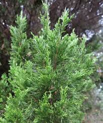Attēlu rezultāti vaicājumam “Juniperus chinensis”