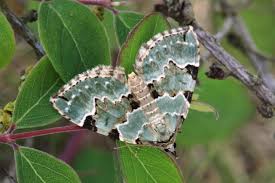 Attēlu rezultāti vaicājumam “Colostygia pectinataria male”