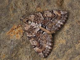 Attēlu rezultāti vaicājumam “Thera variata”