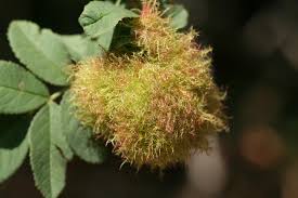 Attēlu rezultāti vaicājumam “Diplolepis rosae”