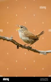 Attēlu rezultāti vaicājumam “Troglodytes troglodytes adult”