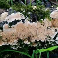 Attēlu rezultāti vaicājumam “Steccherinum ochraceum”