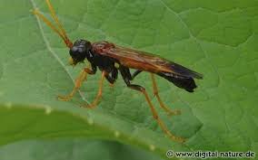 Attēlu rezultāti vaicājumam “Tenthredo campestris”