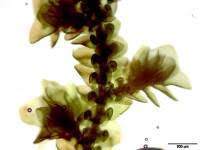 Attēlu rezultāti vaicājumam “Frullania fragilifolia macro”