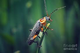 Attēlu rezultāti vaicājumam “Cantharidae”