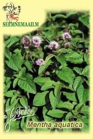 Attēlu rezultāti vaicājumam “Mentha aquatica”