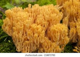 Attēlu rezultāti vaicājumam “Calocera viscosa”