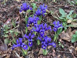 Attēlu rezultāti vaicājumam “Iris reticulata flower”