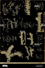 Attēlu rezultāti vaicājumam “Lejeunea cavifolia”